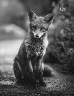 Wanddoek Vosje Zw 60x80 Cm