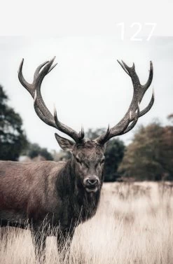 Wanddoek Gewei Landschap Kleur 60x80 Cm