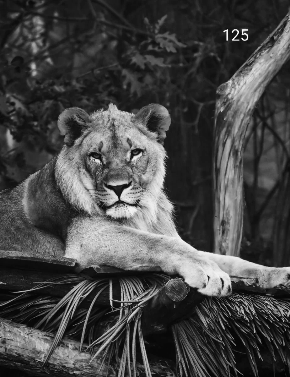 Wanddoek Tijger Zw 60x80 Cm 3 Wanddoek Tijger Zw 60x80 Cm