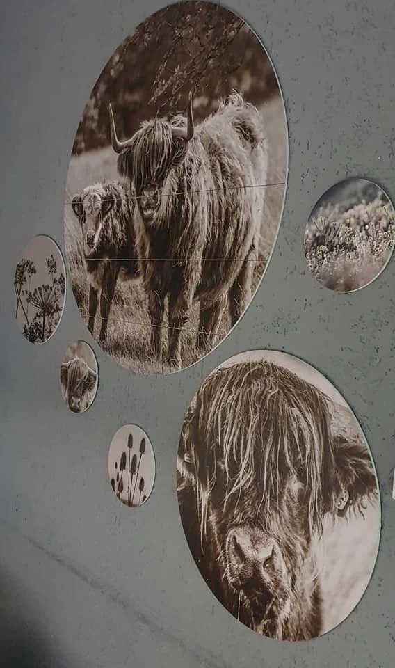 Muurcirkel Set Schotse Hooglander 4 Muurcirkel Set Schotse Hooglander - Afbeelding 2