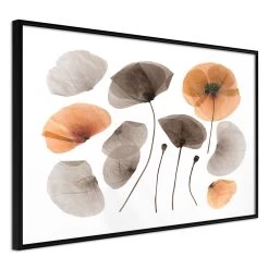 Dried Poppies 22 Dried Poppies -Woonmeubelwinkel MNL POSTERprp0152s br MP 7 1