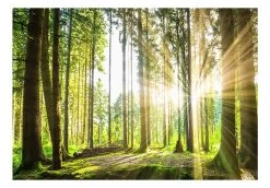 Zelfklevend Fotobehang - Forest Tales -Woonmeubelwinkel MNL SFT794sam MP 2