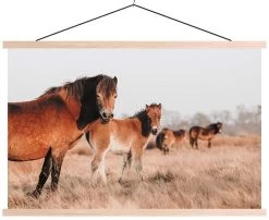 Wanddoek Curious Horses Canvas