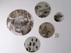 Muurcirkel Set Schotse Hooglander Met Planten